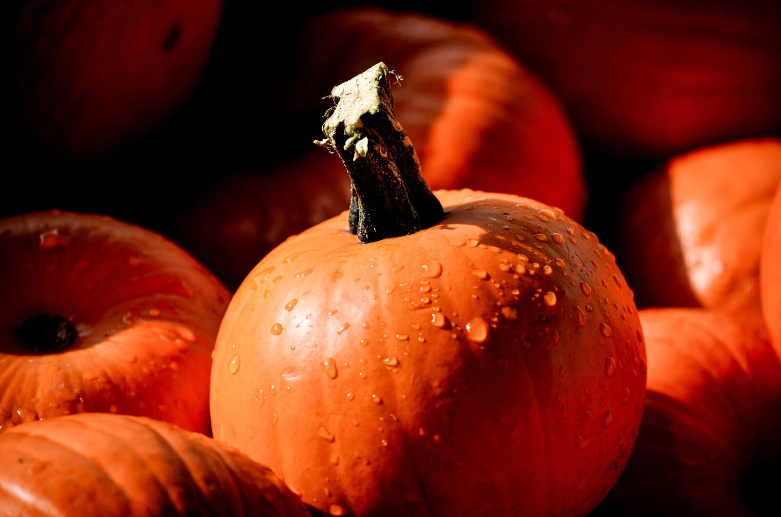 Nikon D5100 sample photo. Pumpkin, mini pumpkin, shadows photography