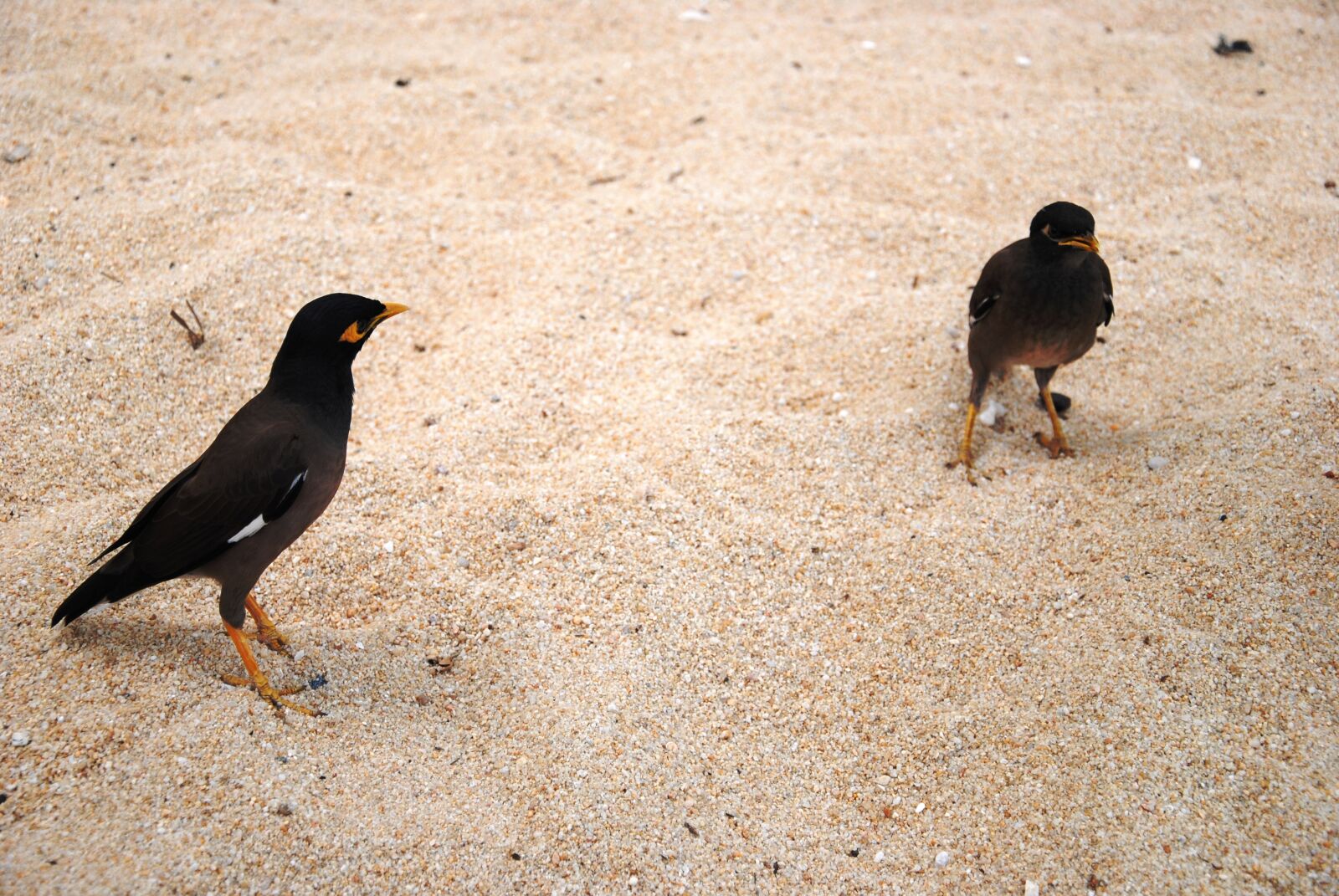 Nikon D3000 sample photo. Birds, beach, sand photography