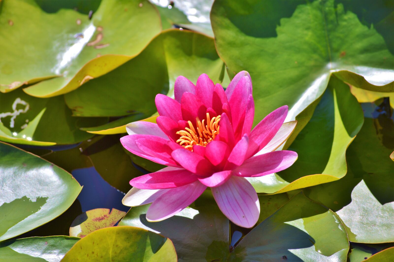 Nikon D3200 sample photo. Water lily, rose, flower photography
