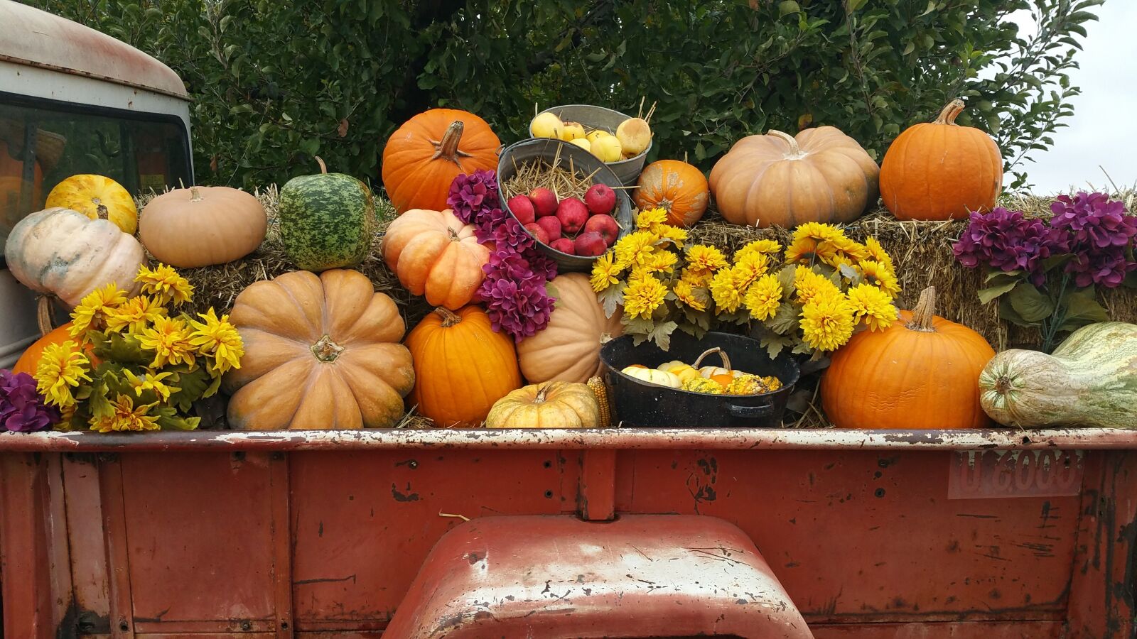 Samsung Galaxy Note4 sample photo. Pumpkin, squash, gourd photography