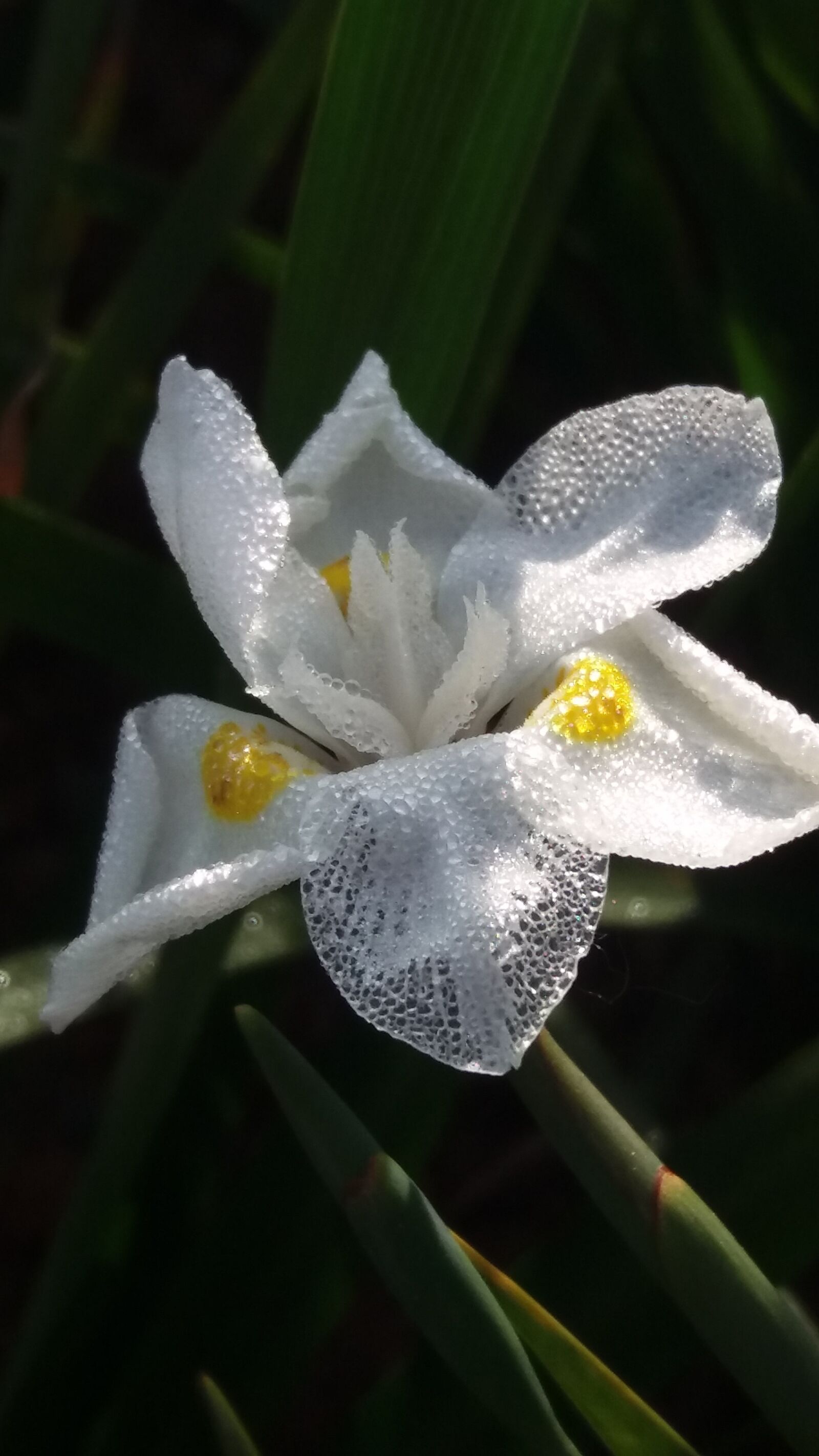 Samsung Galaxy J5 sample photo. Flower, field, white photography