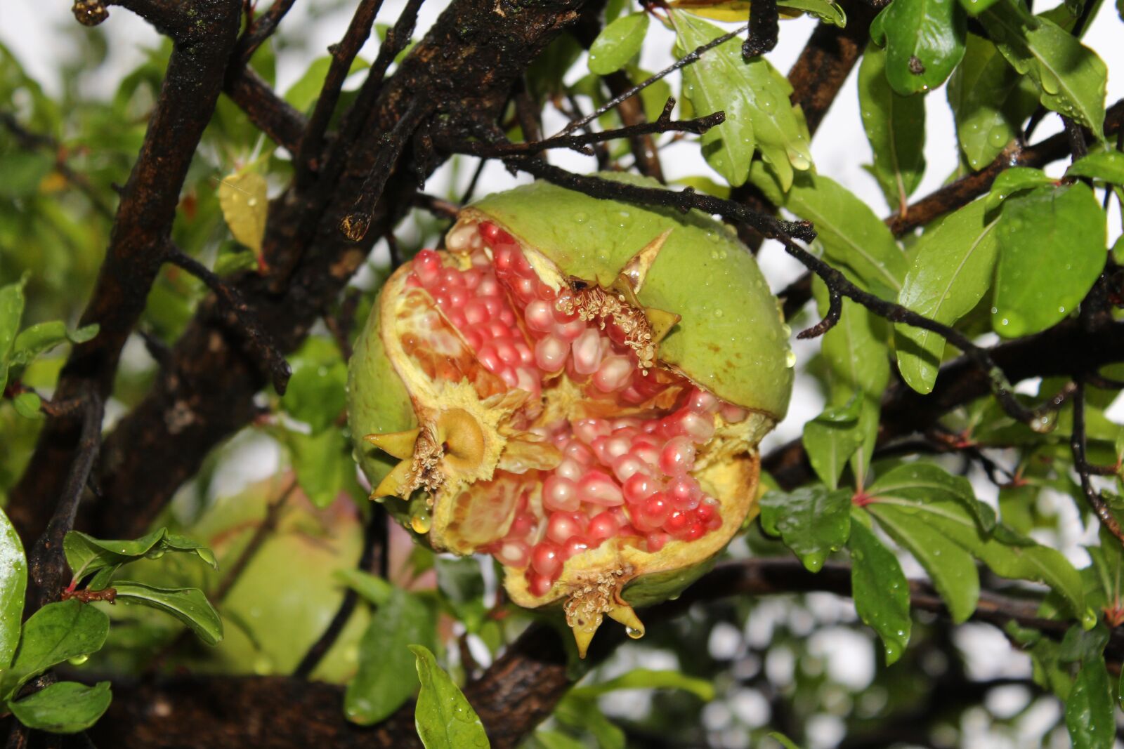 Canon EOS 600D (Rebel EOS T3i / EOS Kiss X5) sample photo. Rain, pomegranate, forest photography