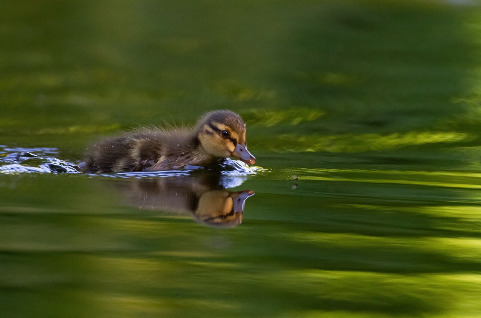 Canon EOS 7D sample photo. Duck, teal, launchy photography
