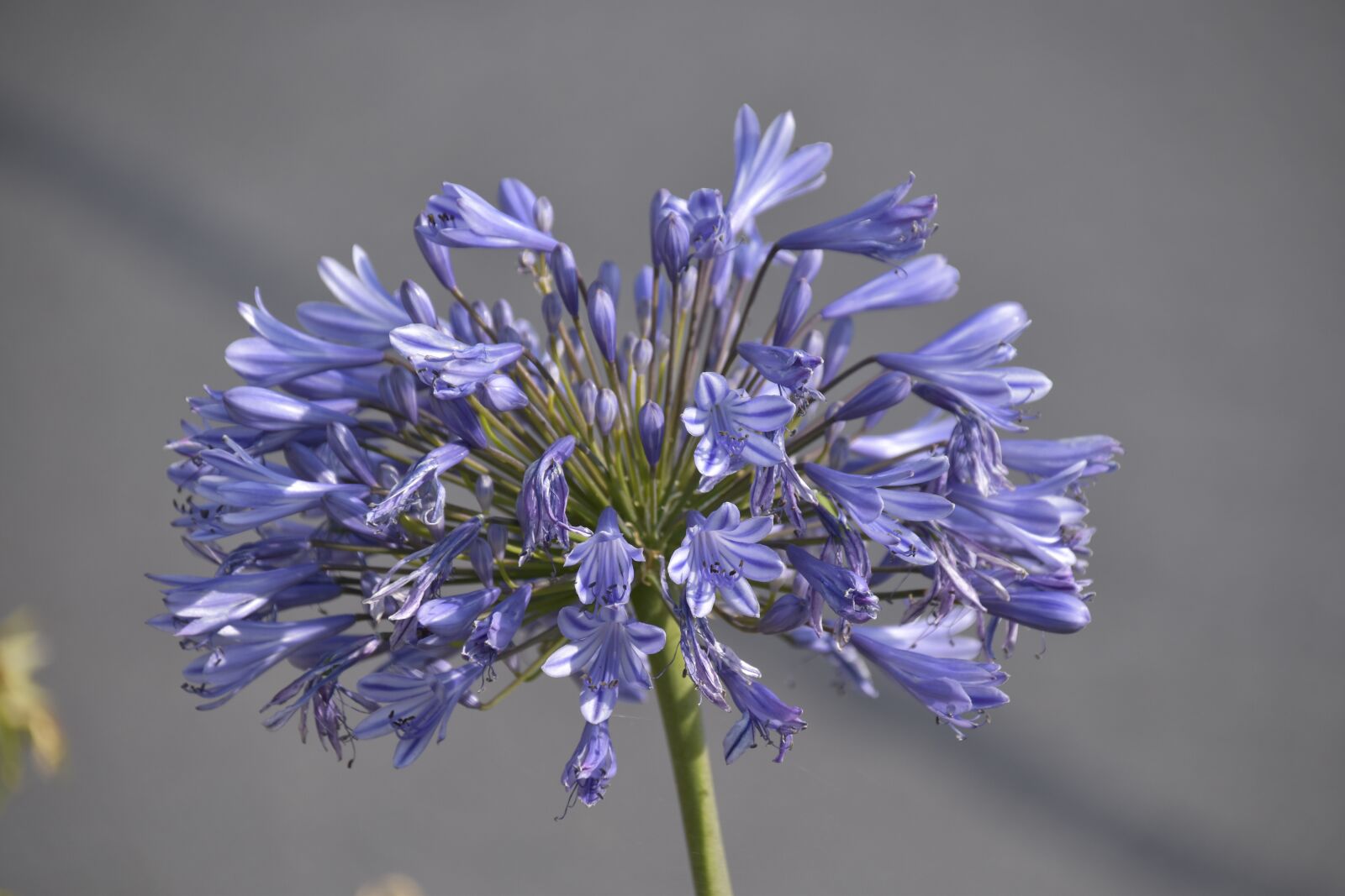 Nikon D5600 sample photo. Flower, agapanthus, blue tuberose photography