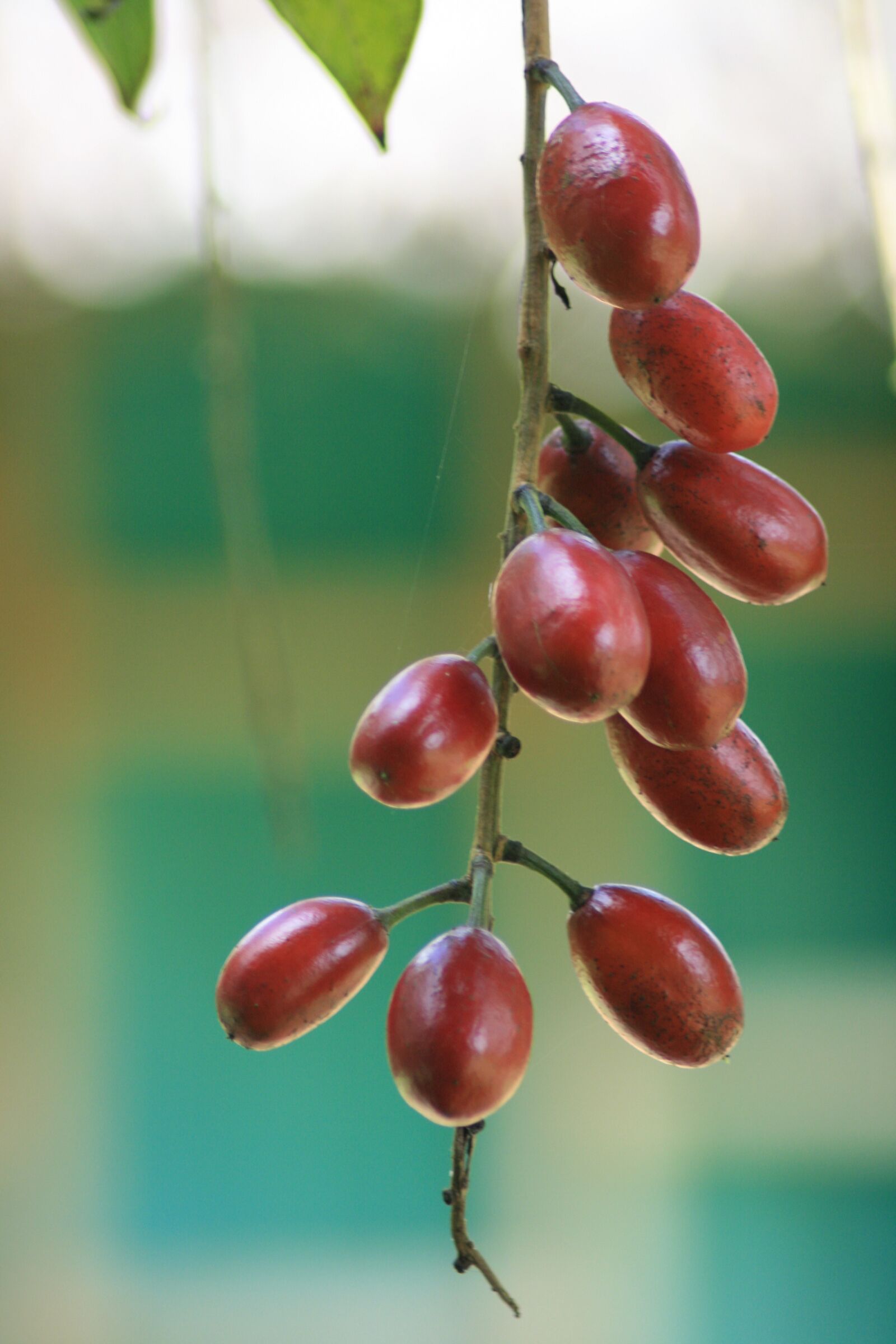 Canon EOS 400D (EOS Digital Rebel XTi / EOS Kiss Digital X) sample photo. Ecuador, jungle, berries photography