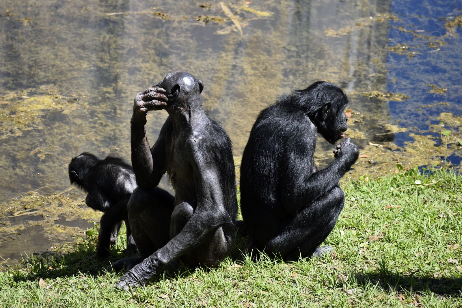 Nikon D3300 sample photo. Bonobo apes, primate, zoo photography