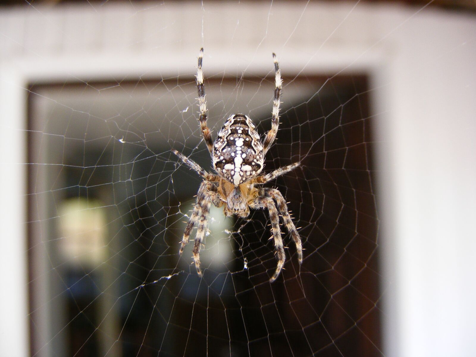 Fujifilm FinePix S5700 S700 sample photo. Spider, nature, cobweb photography