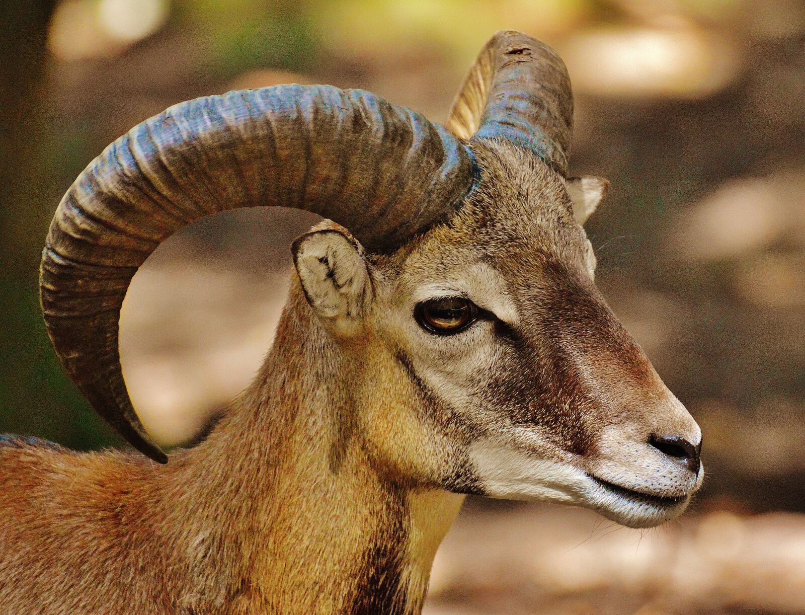Nikon D3200 sample photo. Aries, wild, free running photography