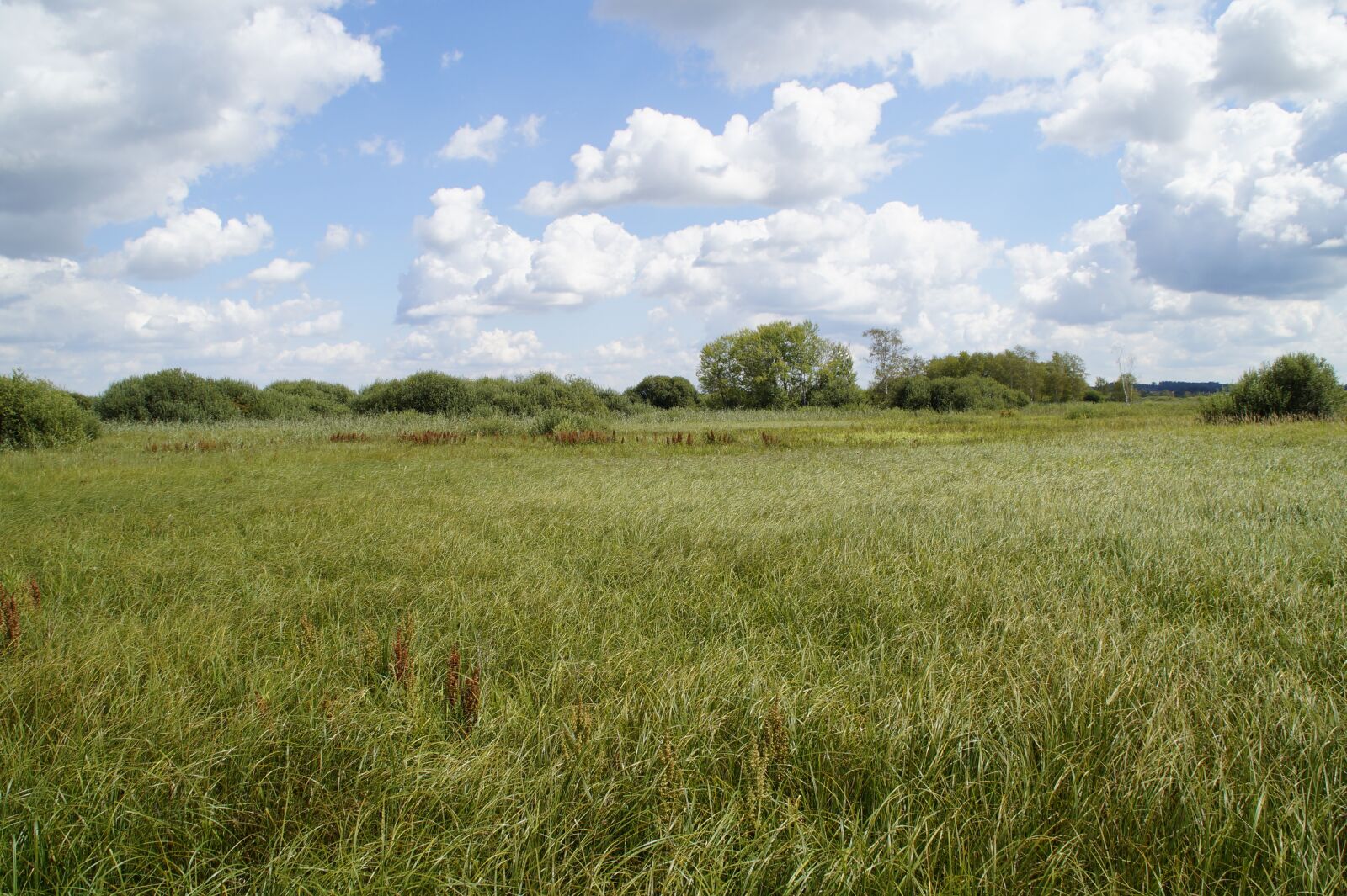 Sony SLT-A58 sample photo. Spring lake, moor, moorland photography
