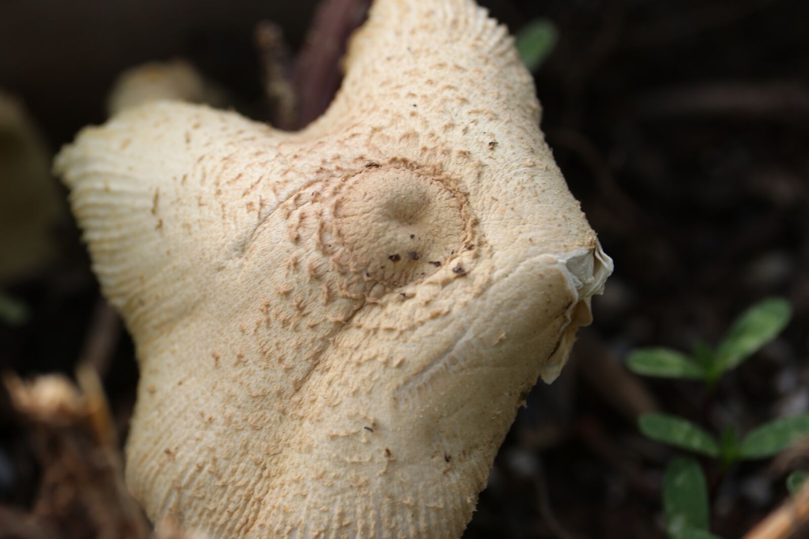 Canon EF-S 55-250mm F4-5.6 IS STM sample photo. Fungi, mushroom, forest photography