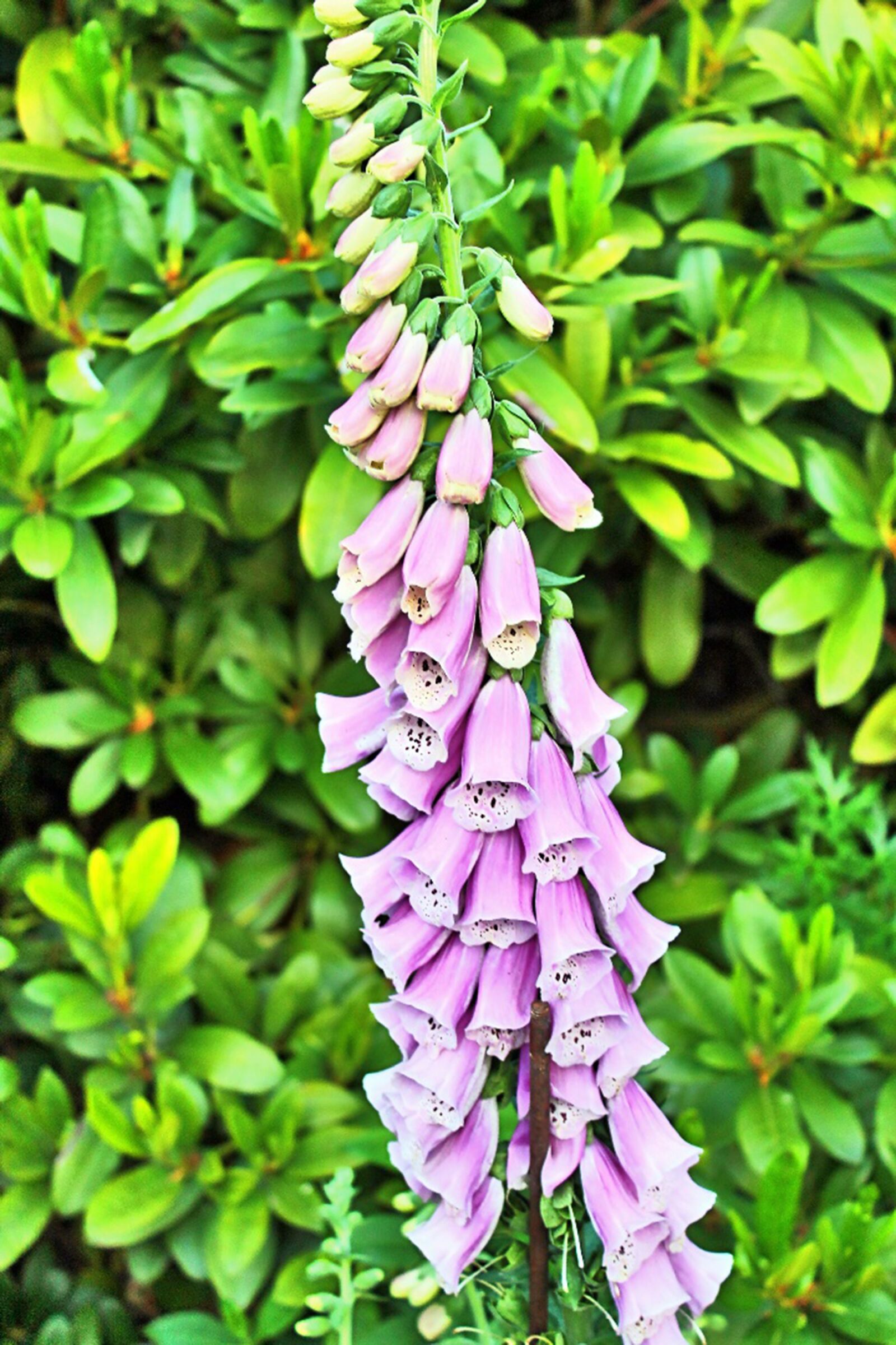 Canon EOS 1100D (EOS Rebel T3 / EOS Kiss X50) sample photo. Thimble, flowers, toxic photography