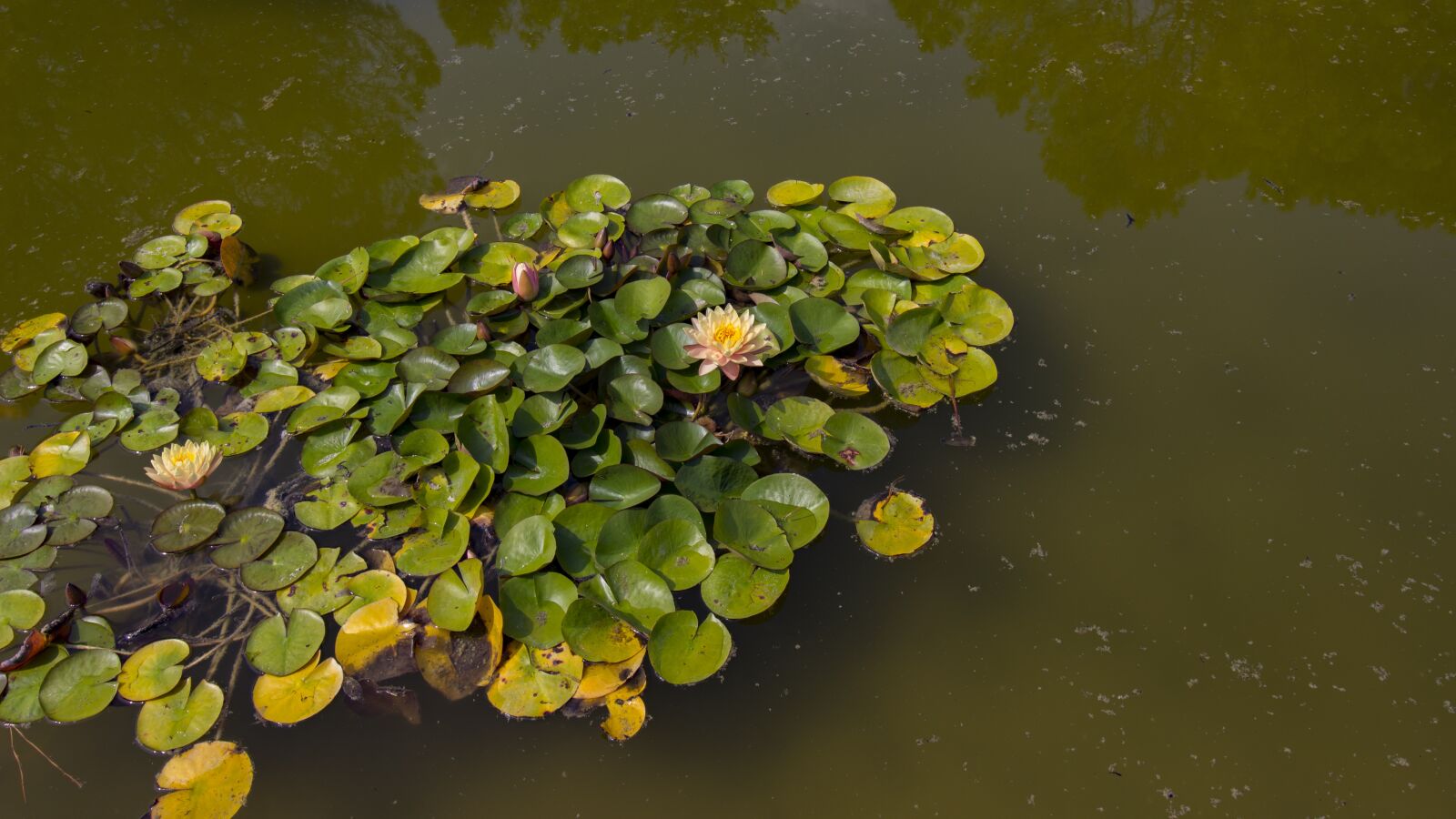Canon EOS 600D (Rebel EOS T3i / EOS Kiss X5) + Canon EF-S 10-18mm F4.5–5.6 IS STM sample photo. Water lilies, pond, aquatic photography