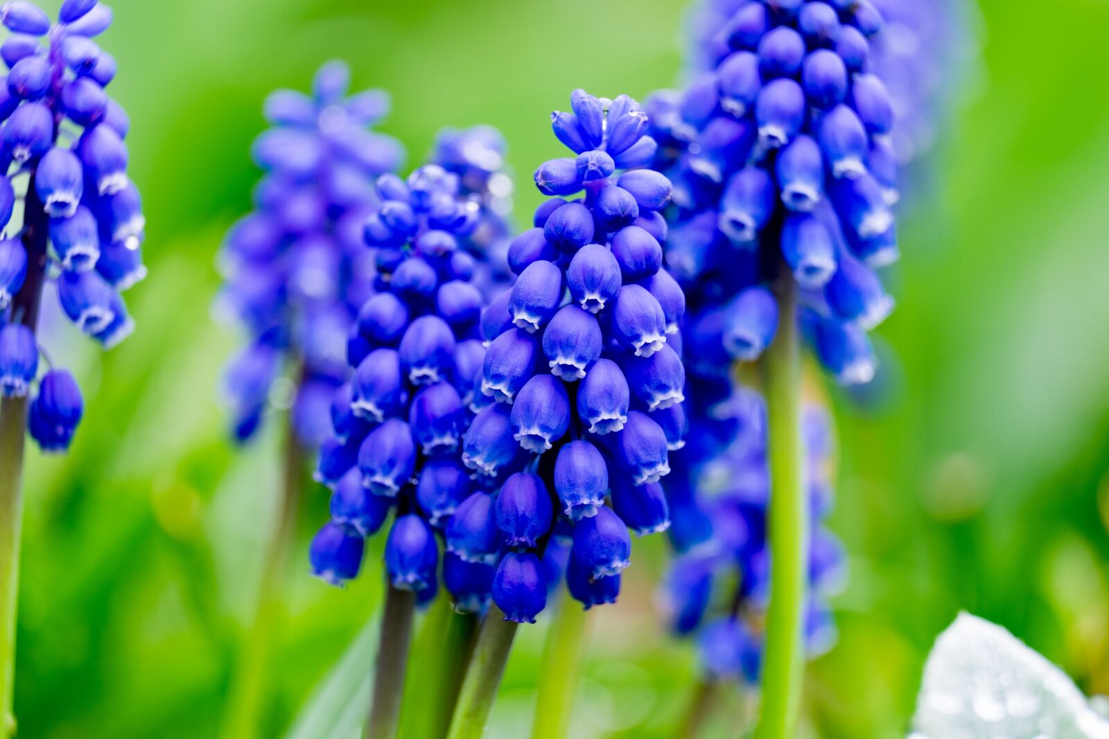 Fujifilm XF 55-200mm F3.5-4.8 R LM OIS sample photo. Szafirek, flower, spring photography