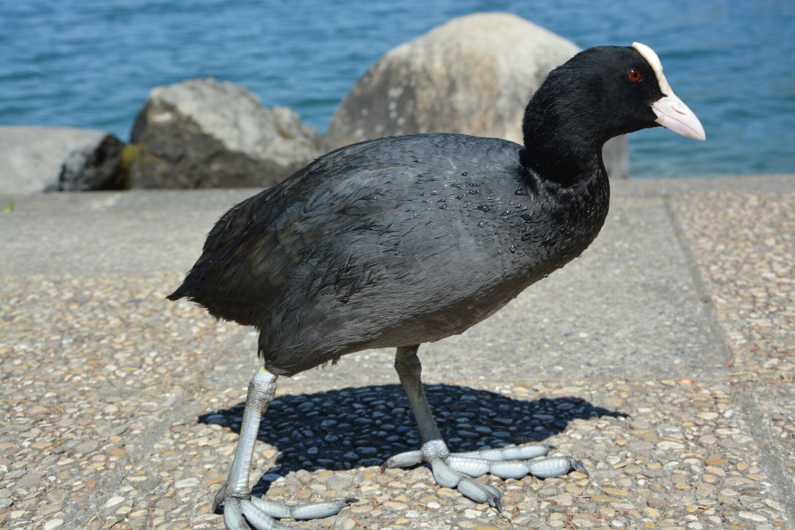 Nikon D5200 sample photo. Bird, black, white photography