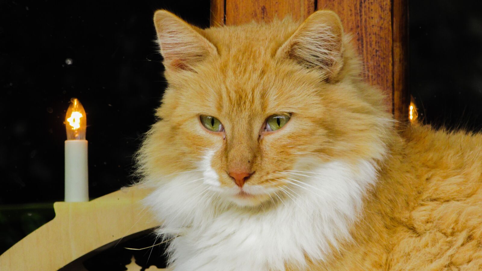 Canon PowerShot SX400 IS sample photo. Cat, eyes, beauty photography