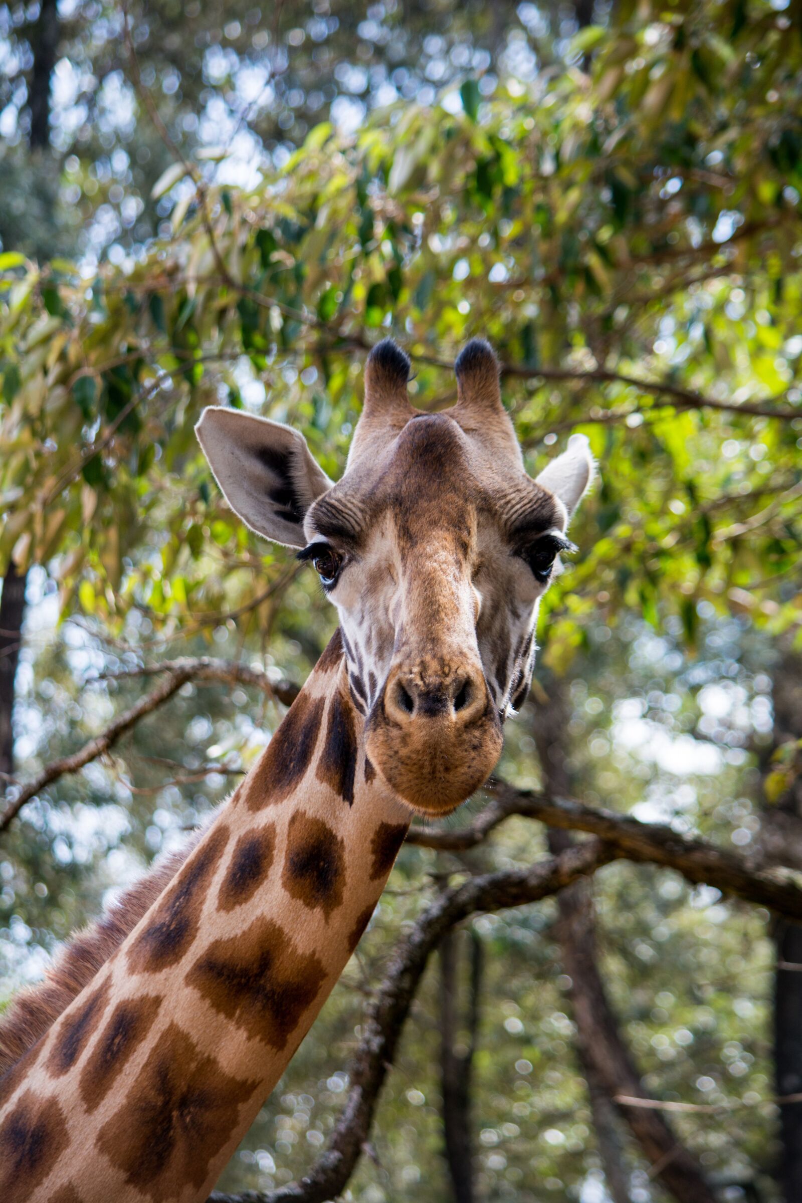 Nikon D5200 sample photo. Giraffe, wildlife, animals photography
