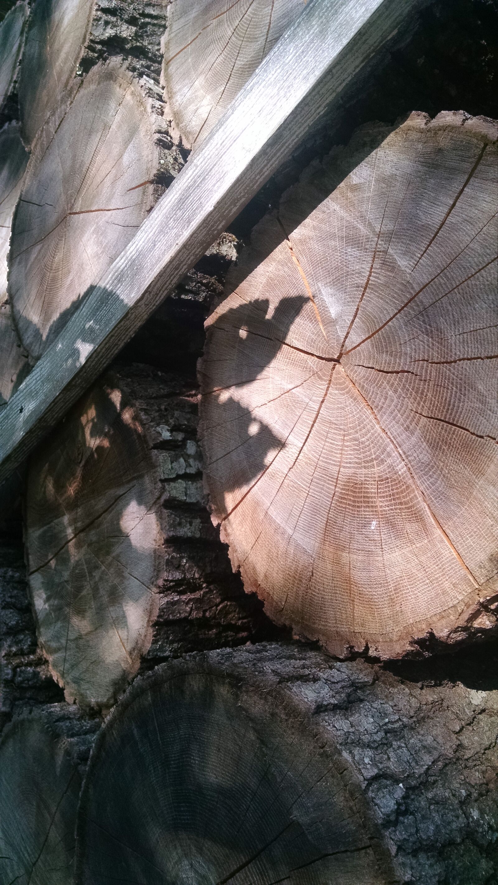 Motorola Moto X (1st Gen) sample photo. Leaf, leaves, nature, shadow photography