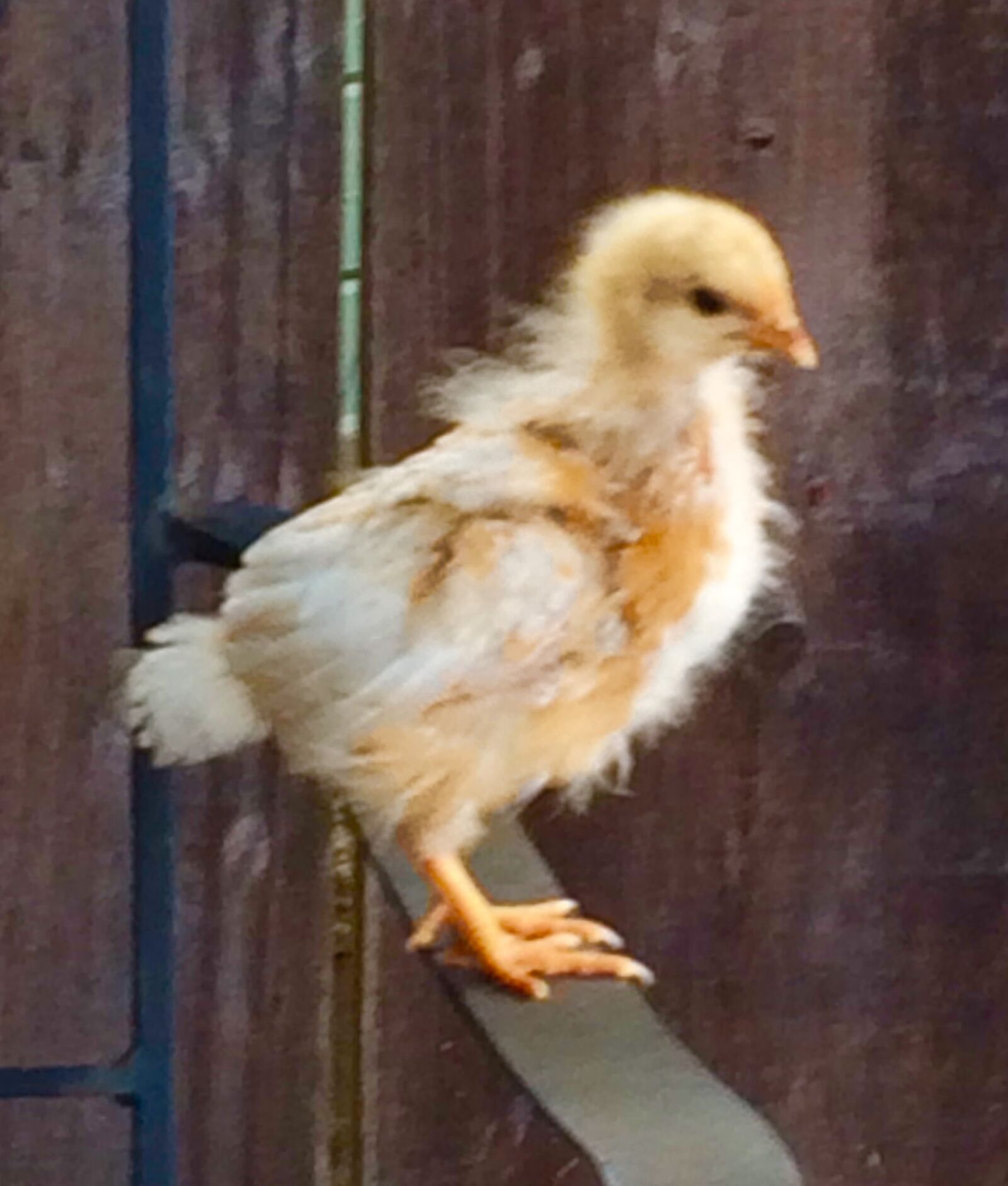 iPhone 5s back camera 4.15mm f/2.2 sample photo. Chick, chicken photography