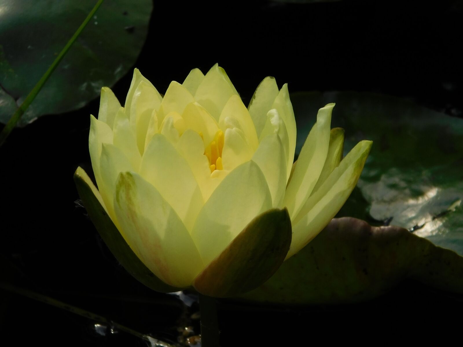 Nikon Coolpix L840 sample photo. Ninfea, plant, aquatic photography