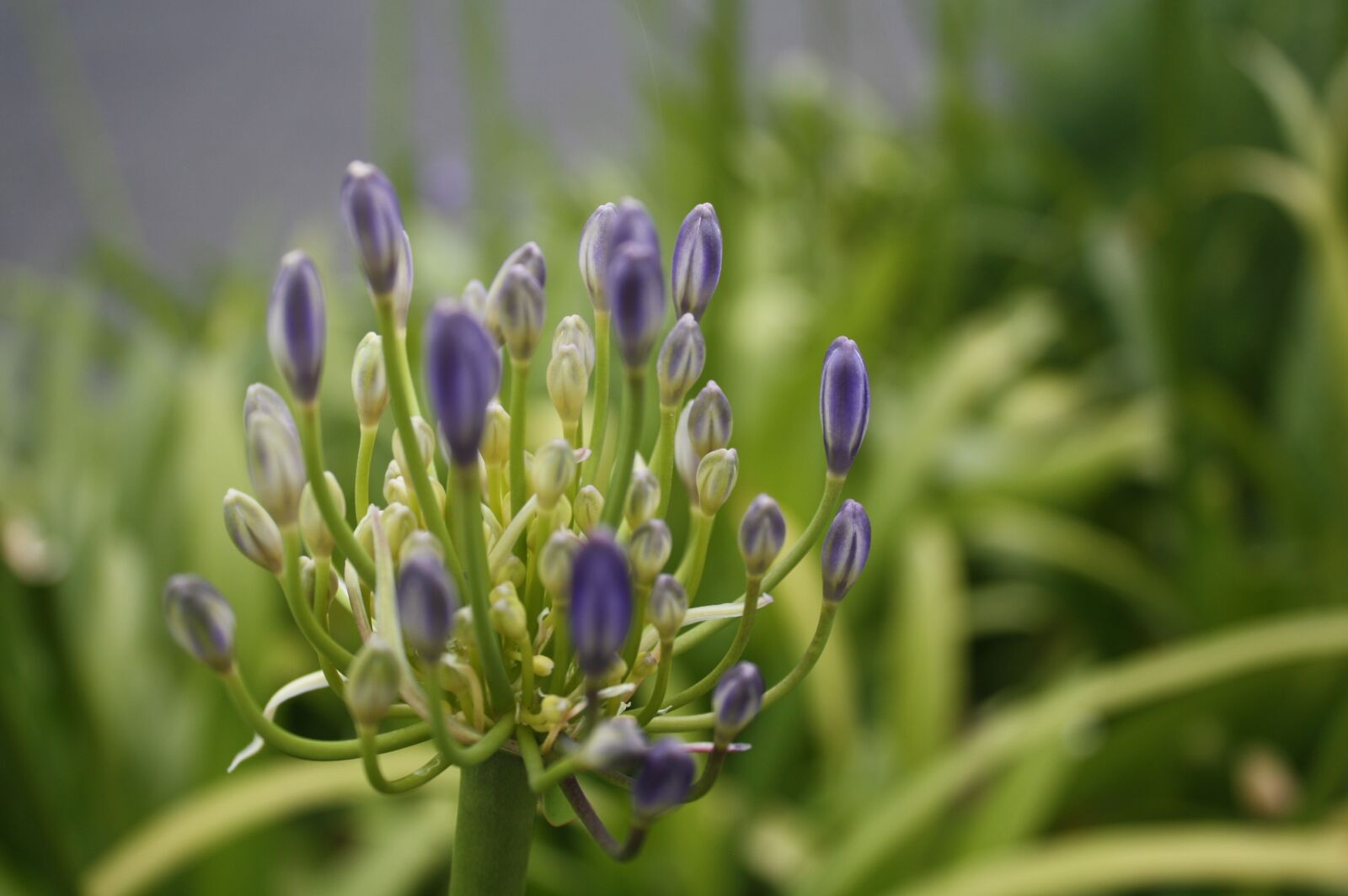 Canon EOS 450D (EOS Rebel XSi / EOS Kiss X2) sample photo. Agapantha, purple agapanthus, flower photography