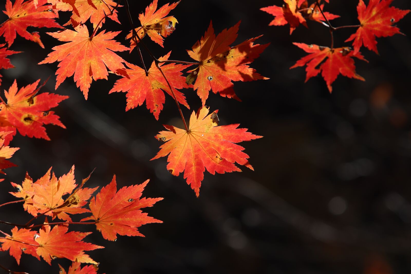 Canon EF 70-200mm F2.8L USM sample photo. Autumn leaves, maple, the photography