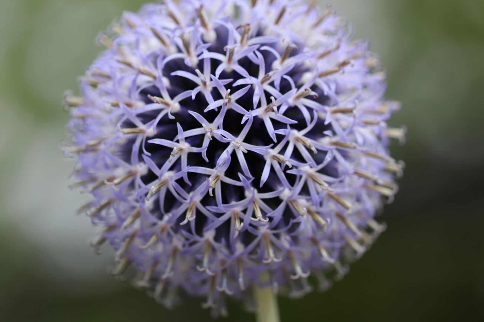 Canon EOS 800D (EOS Rebel T7i / EOS Kiss X9i) sample photo. Banat globe thistle, echinops photography