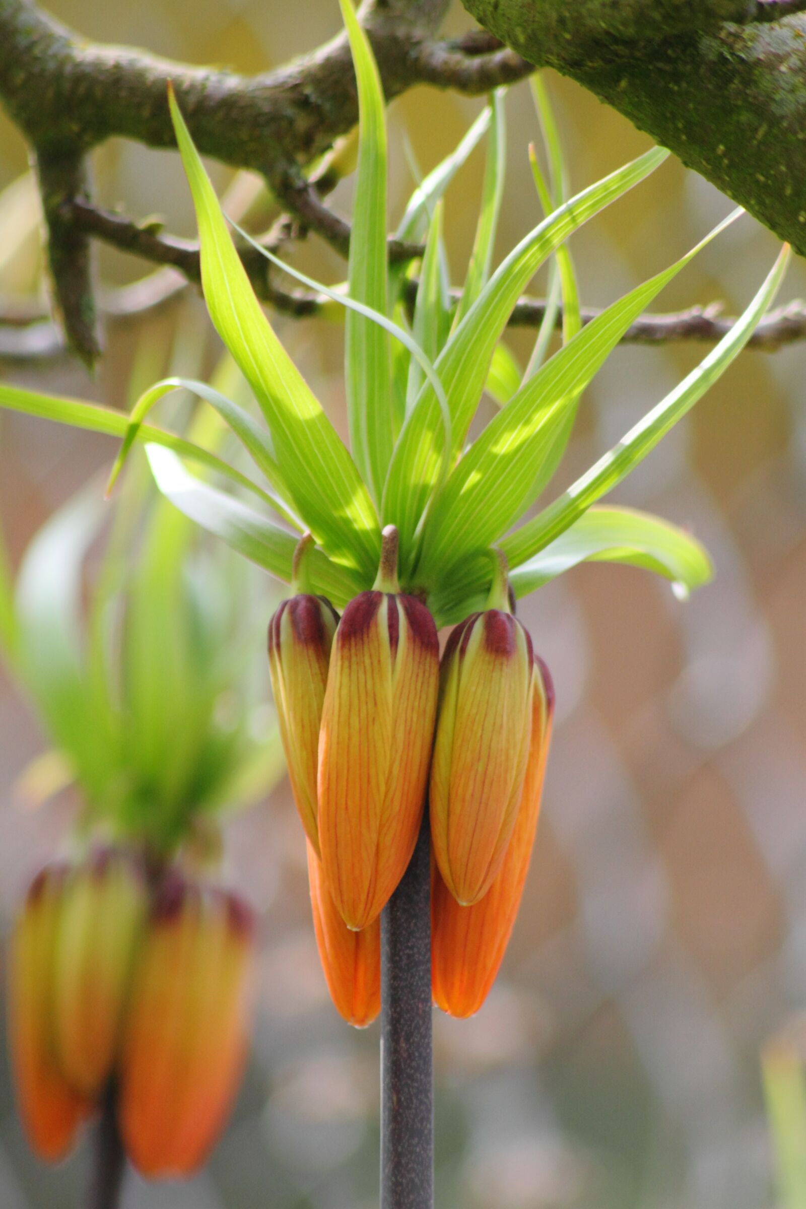 Canon EOS 7D sample photo. Flower, plans, garden photography