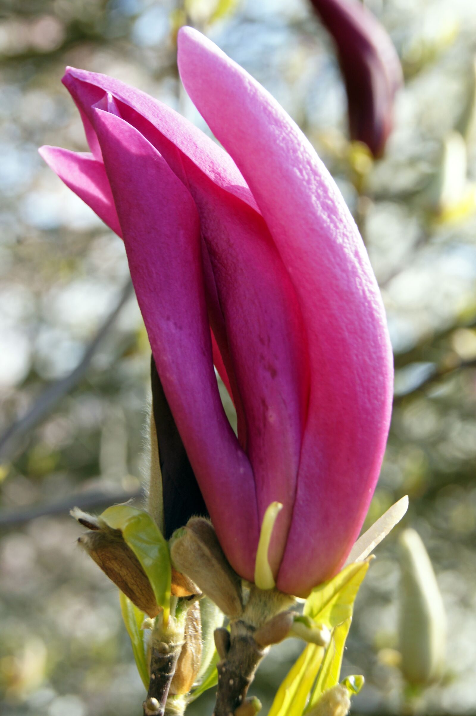 Sony Alpha DSLR-A450 sample photo. Nature, flowers, macro photography