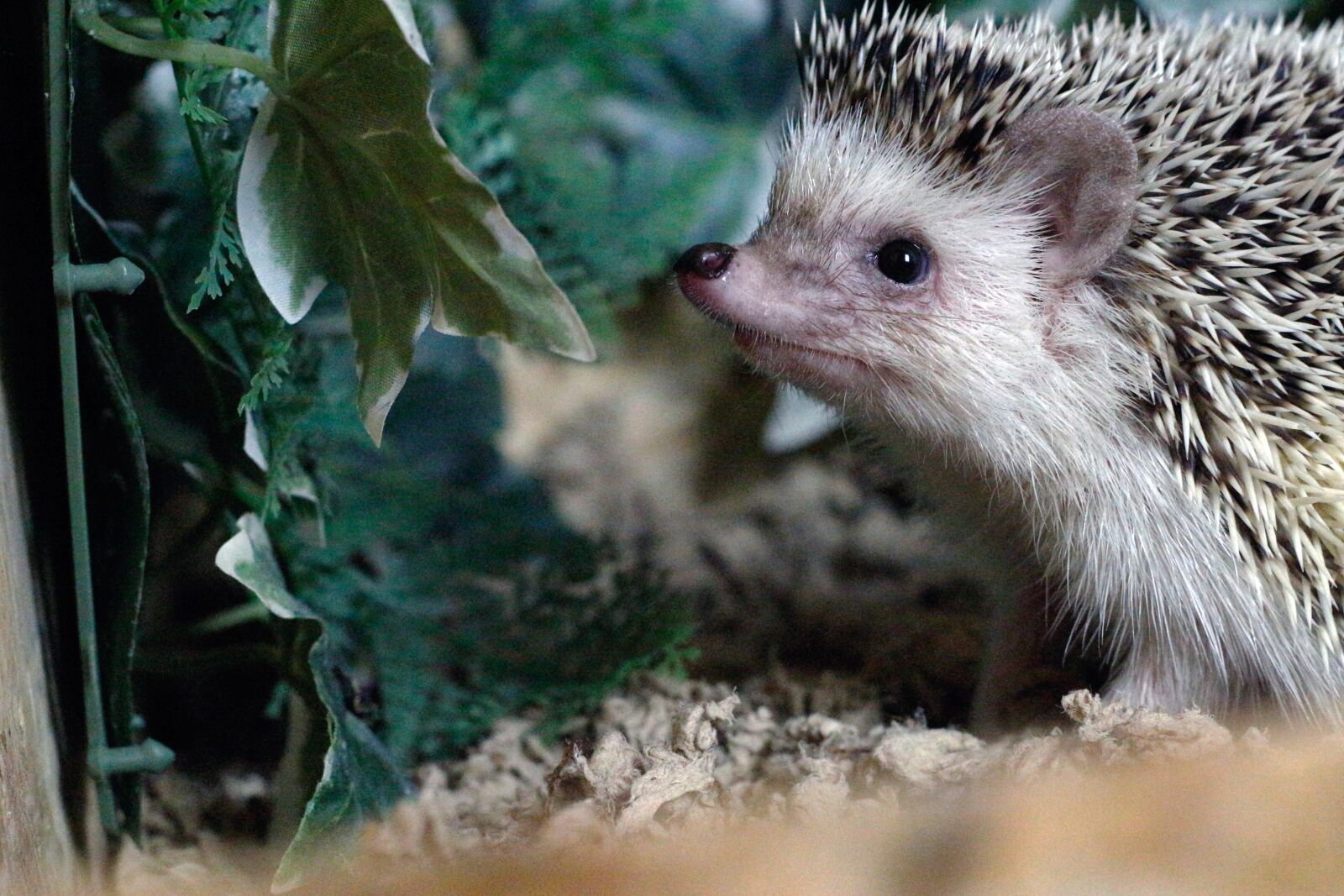 Canon EOS 700D (EOS Rebel T5i / EOS Kiss X7i) sample photo. Hedgehog, rodent, plant photography