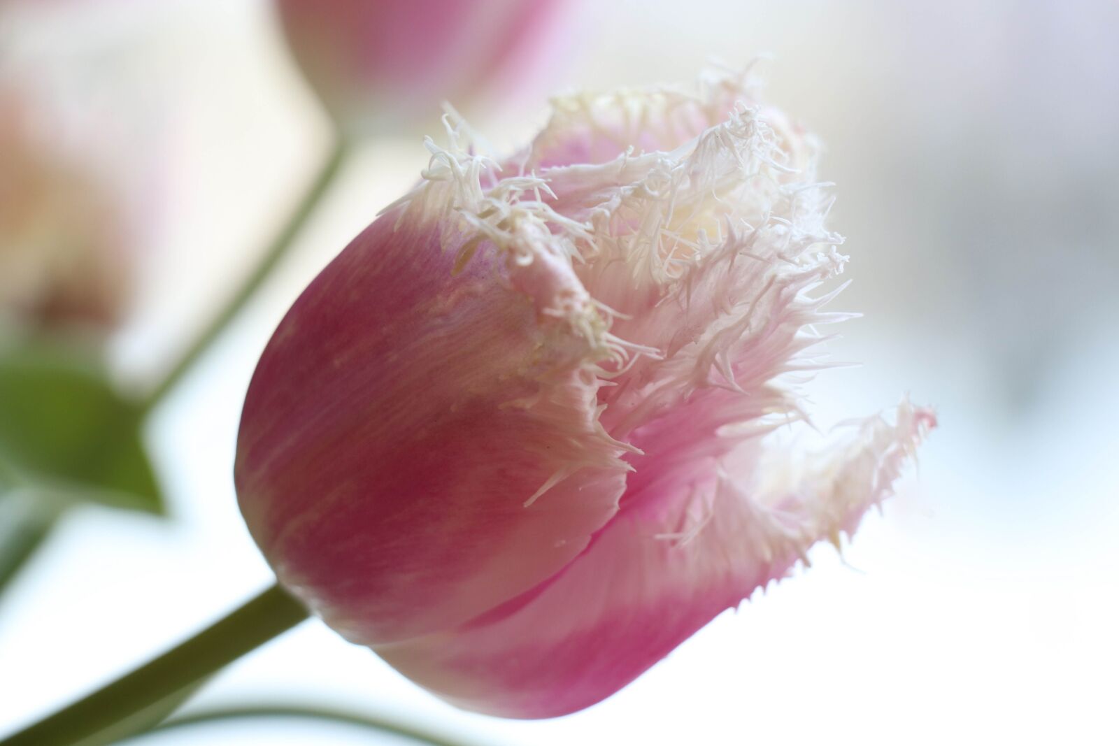Canon EOS 77D (EOS 9000D / EOS 770D) sample photo. Tulip, spring, pink photography