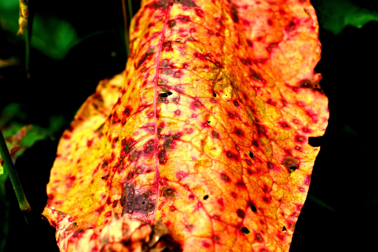 Canon EOS 1100D (EOS Rebel T3 / EOS Kiss X50) sample photo. Leaf, colorful, nature photography