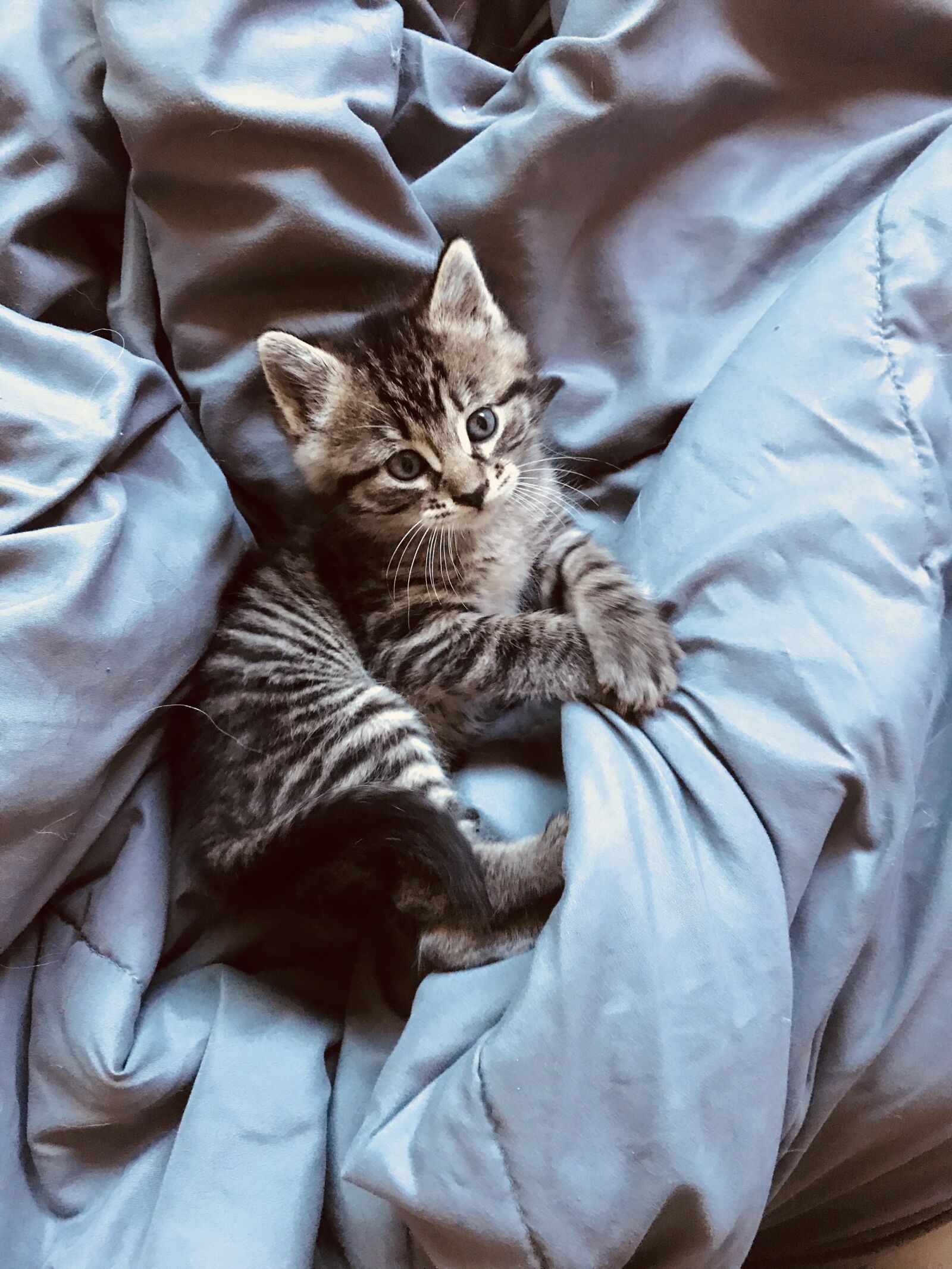 iPhone 7 back camera 3.99mm f/1.8 sample photo. Animal, cat, gray, kitten photography