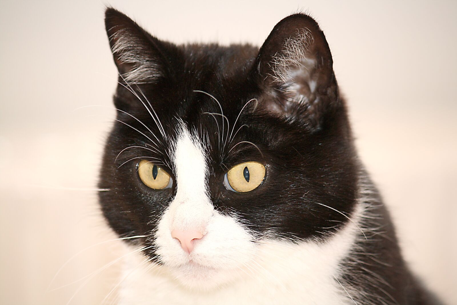 Canon EOS 1000D (EOS Digital Rebel XS / EOS Kiss F) sample photo. Cat, black, white photography