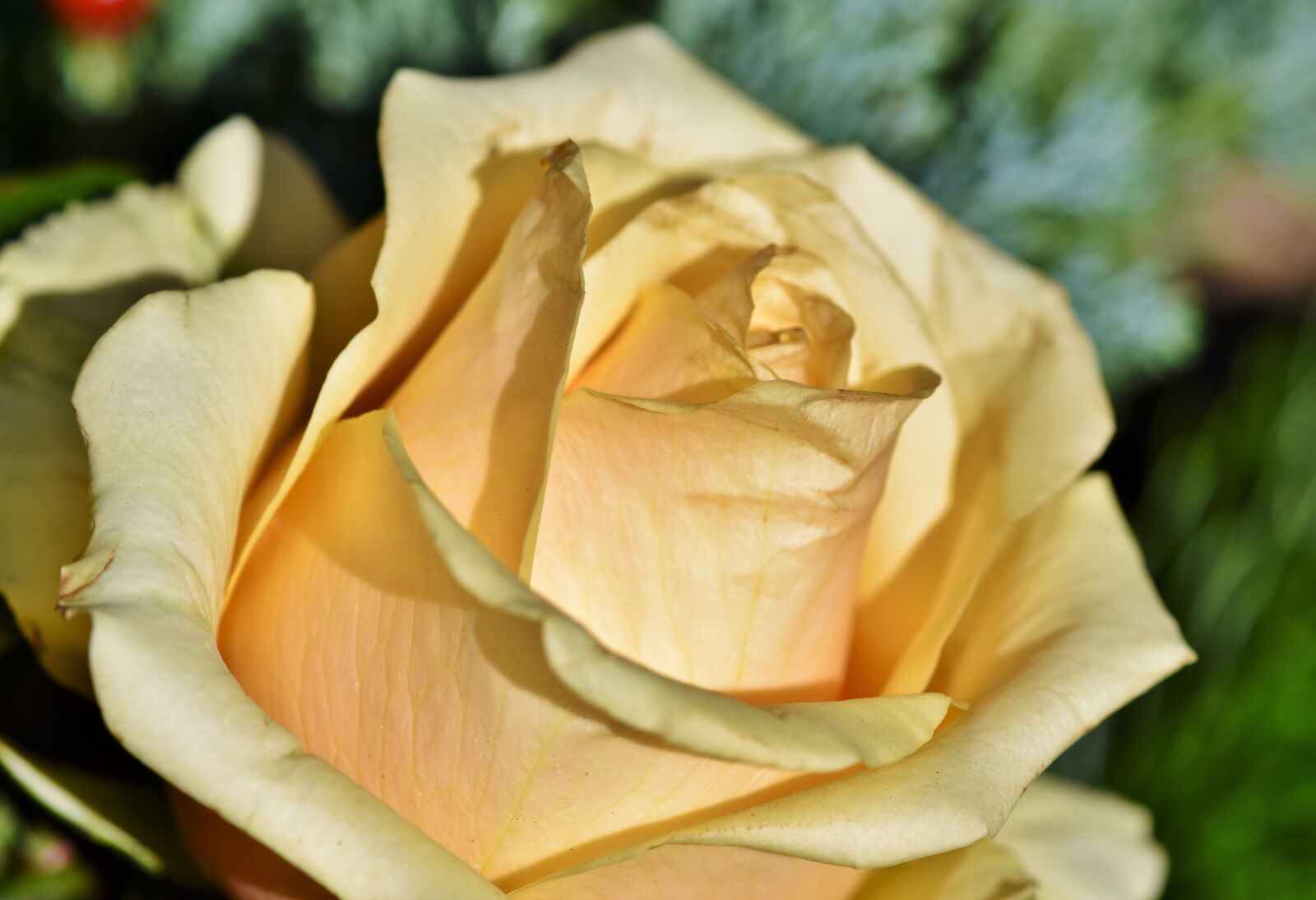 Nikon D7200 sample photo. Rose, rose bloom, floribunda photography