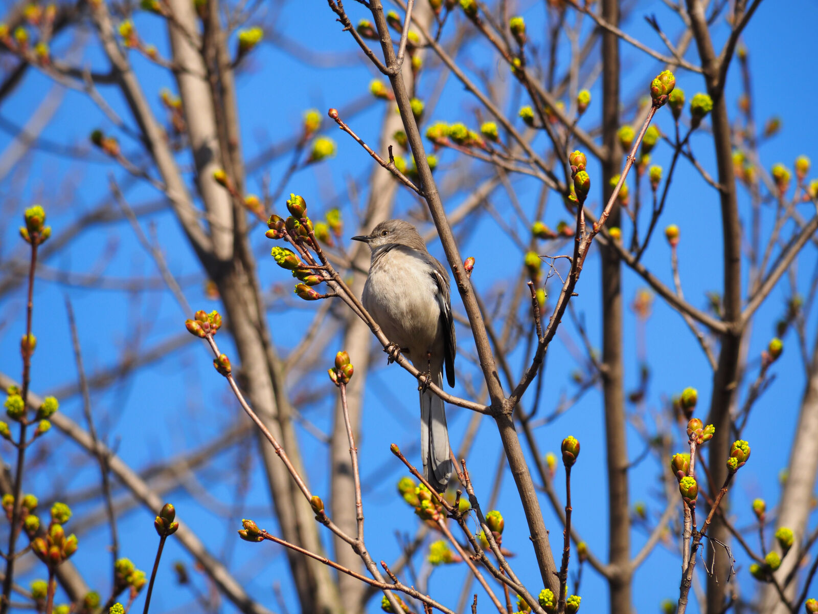 Olympus OM-D E-M1 sample photo