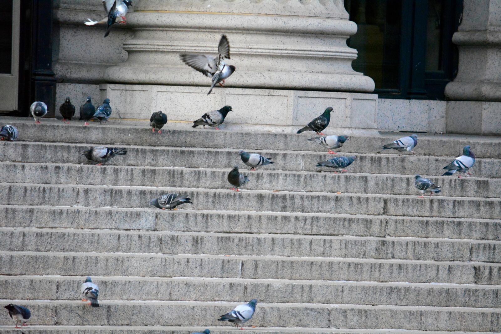 Nikon D5200 sample photo. Nyc, pigeons on steps photography