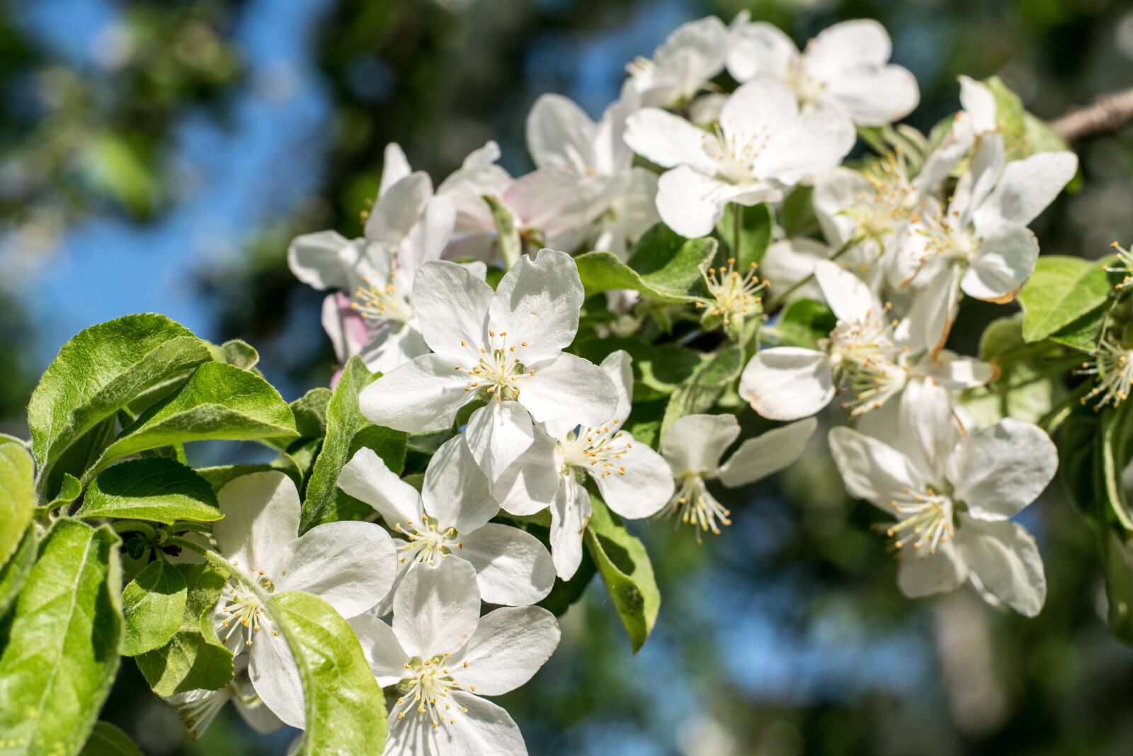 Nikon D3300 sample photo. Flower, plant, nature photography
