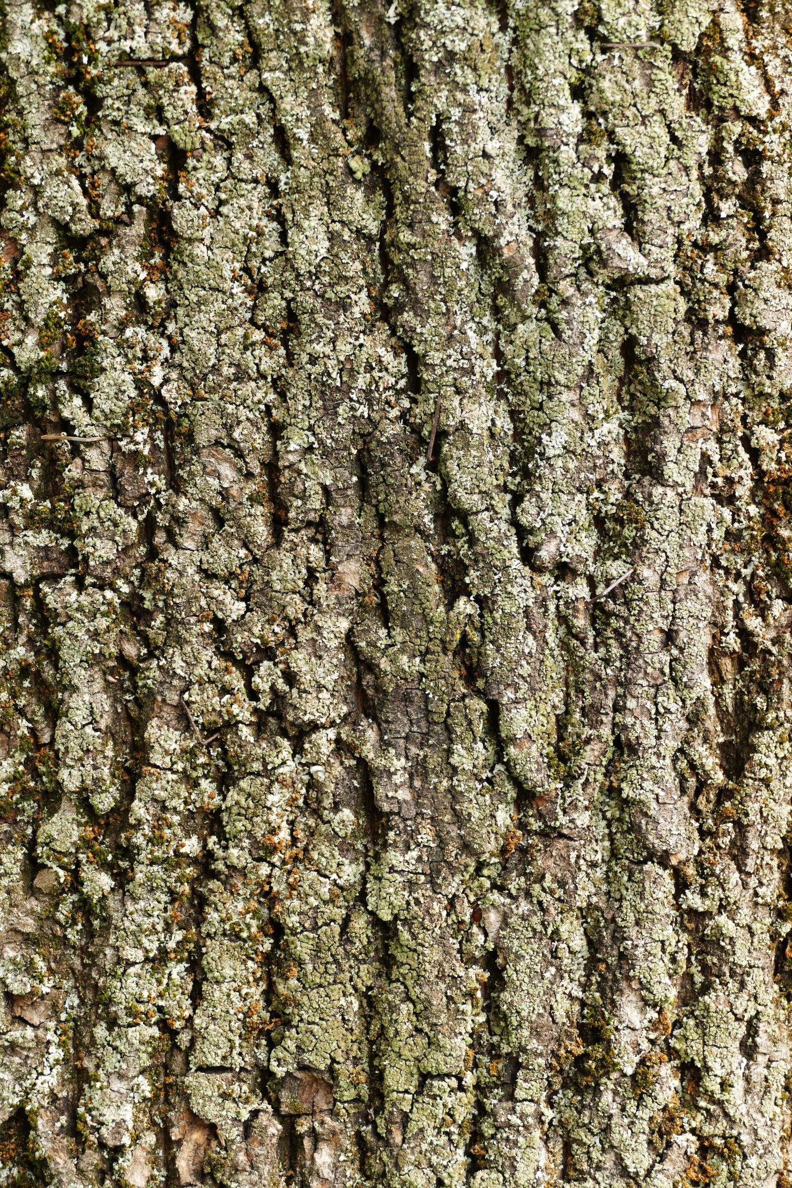 Panasonic Lumix DMC-FZ1000 sample photo. Tree, tree bark, nature photography