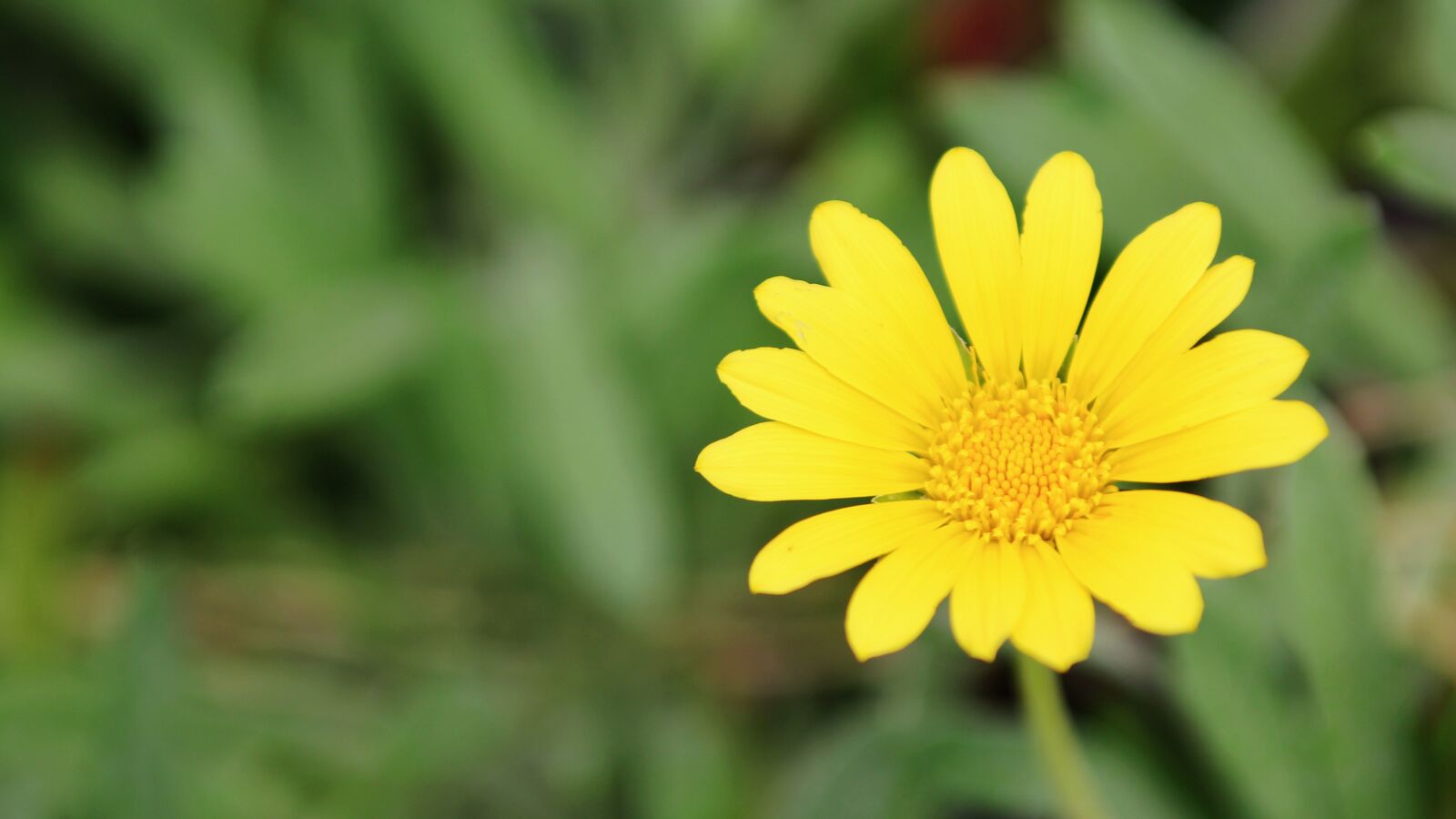 Canon EOS 60D sample photo. Flower, daisy, yellow photography