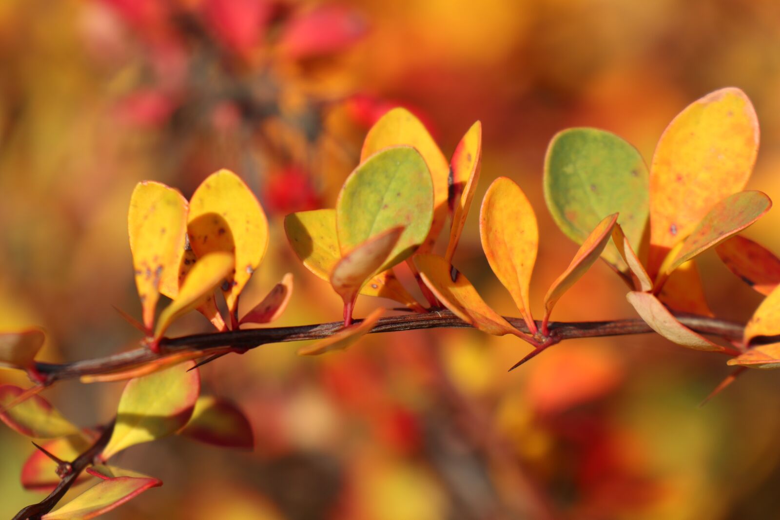 Canon EOS M6 sample photo. The light of autumn photography