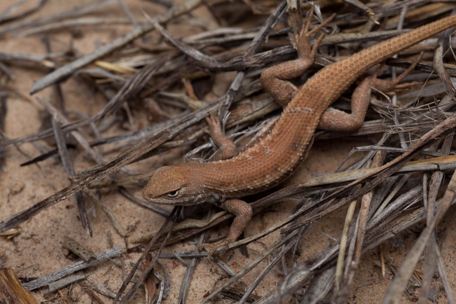 Canon EOS 5D Mark II sample photo. Dunes, sagebrush, lizard, small photography