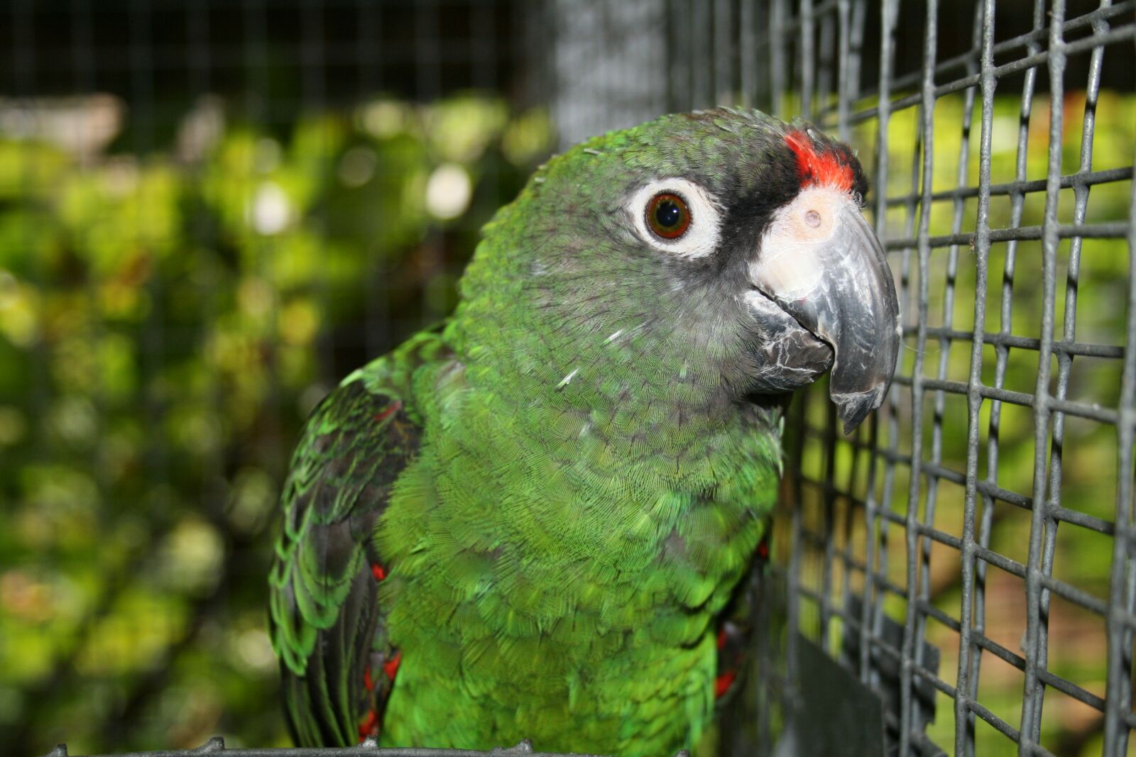 Canon EOS 400D (EOS Digital Rebel XTi / EOS Kiss Digital X) sample photo. Jardine's parrot, bird, parrot photography