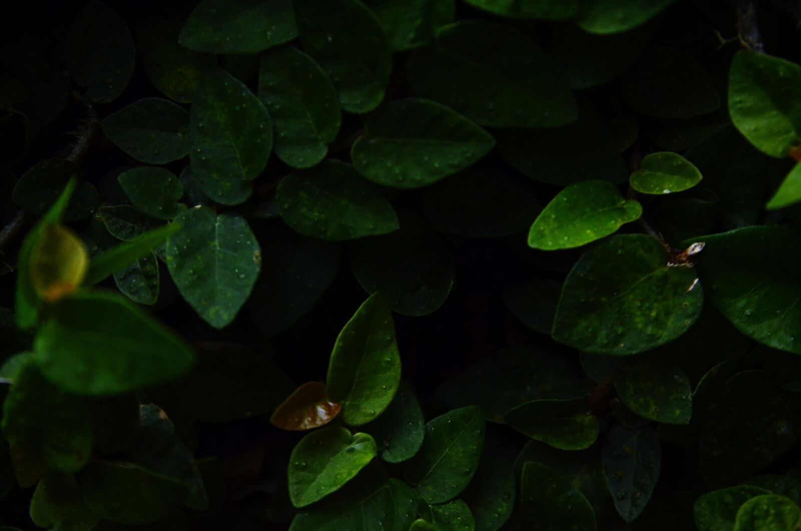 Nikon D7000 sample photo. Plant, nature, beauty photography