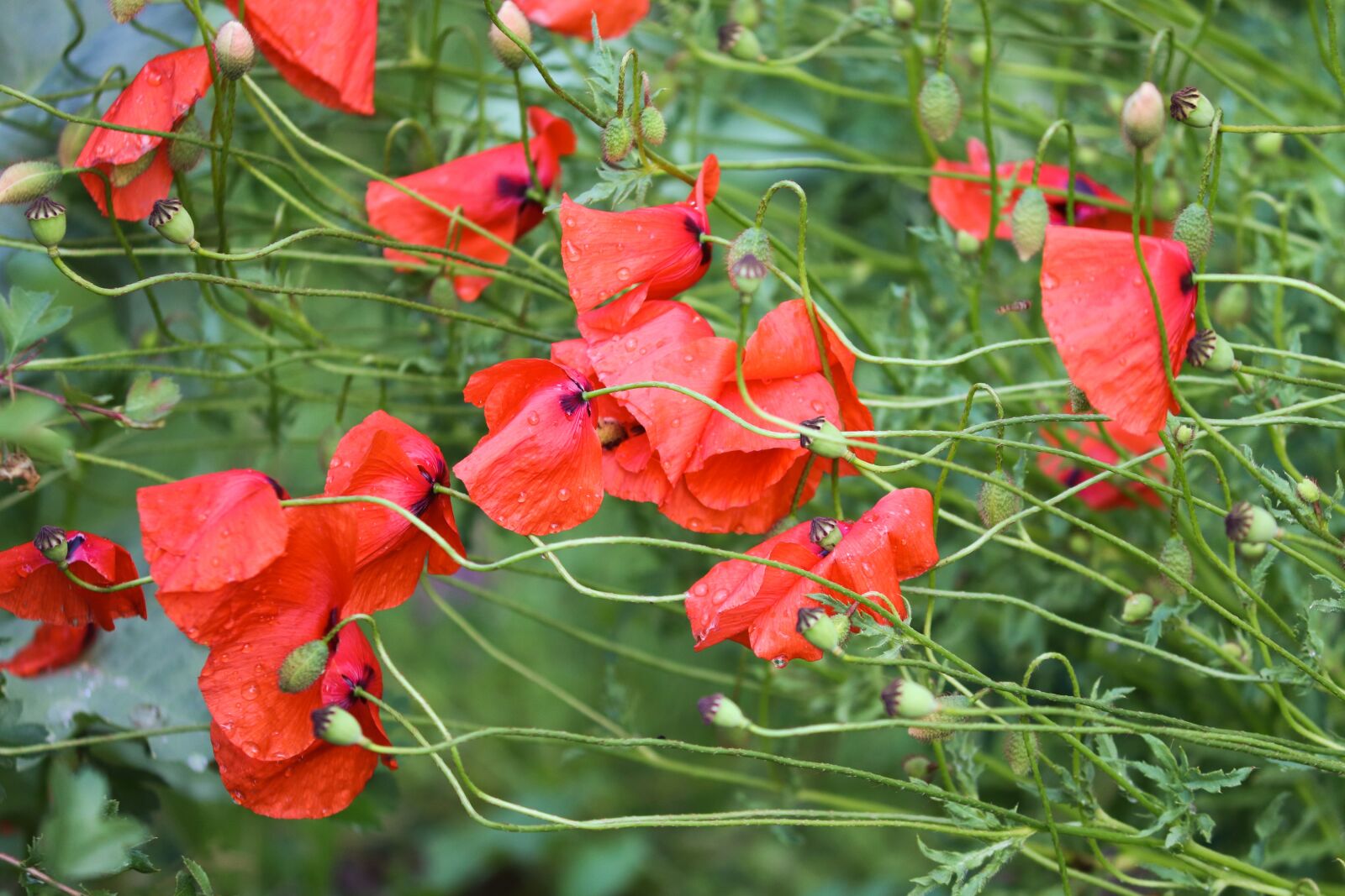 Canon EOS 200D (EOS Rebel SL2 / EOS Kiss X9) sample photo. Poppies, poppy flower, wet photography