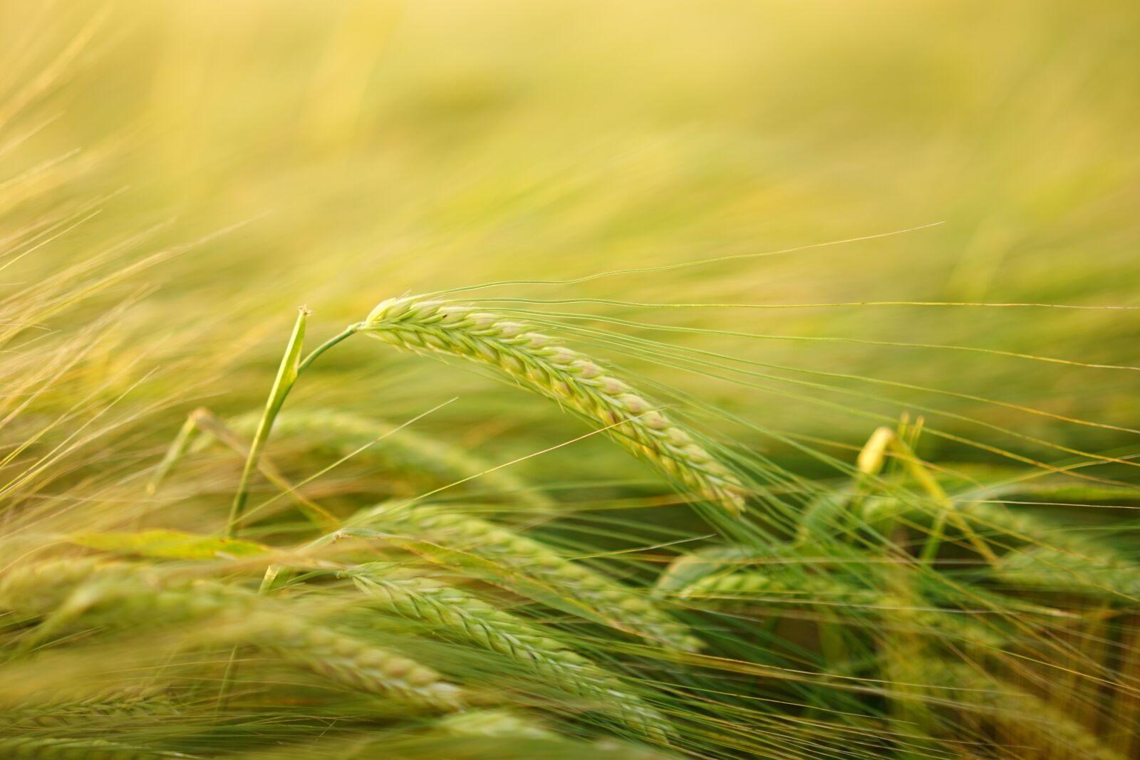 Sony a7 + Sony Sonnar T* FE 55mm F1.8 ZA sample photo. Barley, getreideanbau, barley cultivation photography