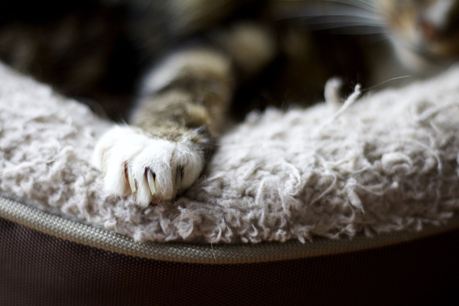 Canon EOS 70D + Canon EF 50mm F1.8 STM sample photo. Animal, cat, motion, blur photography