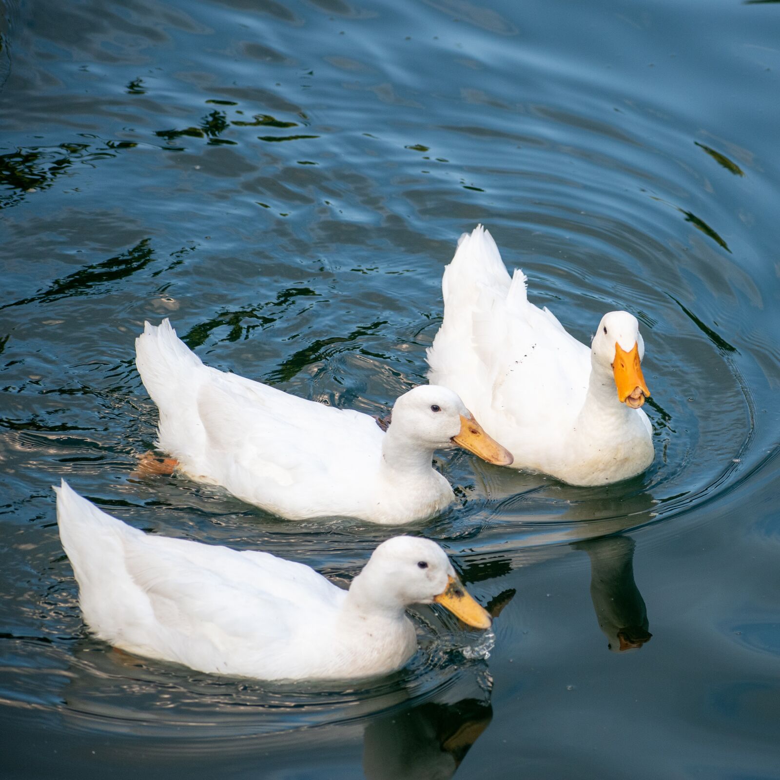 Nikon D3500 sample photo. Duck, pekin, pekin duck photography