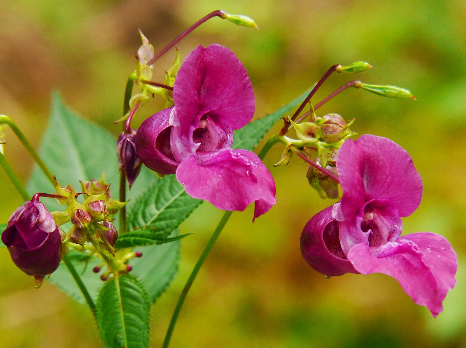 Panasonic Lumix DMC-FZ200 sample photo. Indian springkraut, himalayan balsam photography