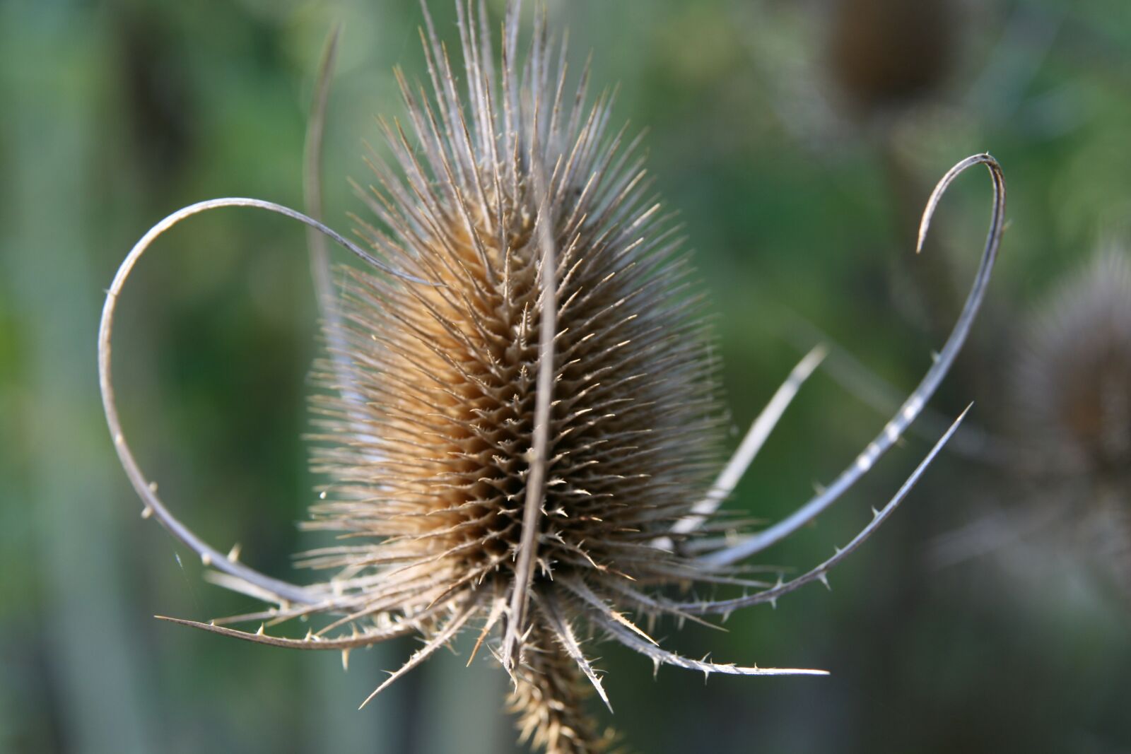 Canon EOS 400D (EOS Digital Rebel XTi / EOS Kiss Digital X) sample photo. Thistle, trockenblume, dry photography