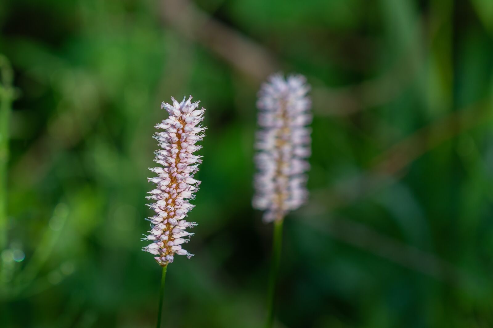 Canon EOS 7D Mark II sample photo. Orchid, moor, reed photography